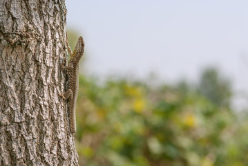 lucertola su un albero