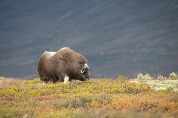 Musk Ox Female