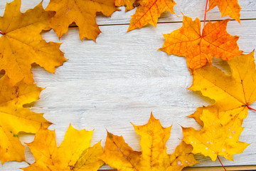 Naklejka na ściany i meble autumn leaves on the plane tree
