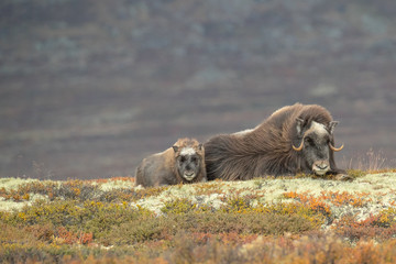 Mother and Baby Musk Ox