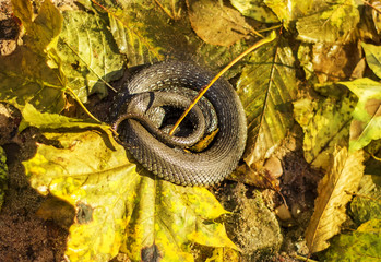 Snake with yellow leaves in autumn park