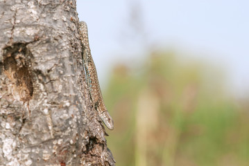 lucertola su un albero