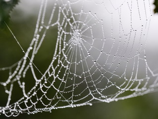 Dewdrops in a spiders web