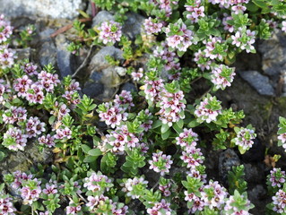 Flowering sea milkweed Glaux maritima 