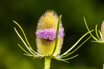 Thistle with most seeds evacuated leaving a colourful ring behind © David