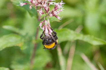 calabrone su un fiore
