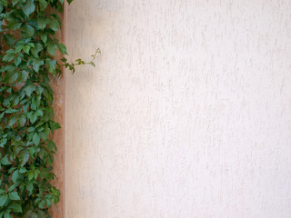 background texture from a white wall with  green plants