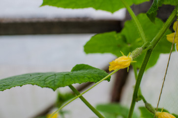 cucumber in greenhouse