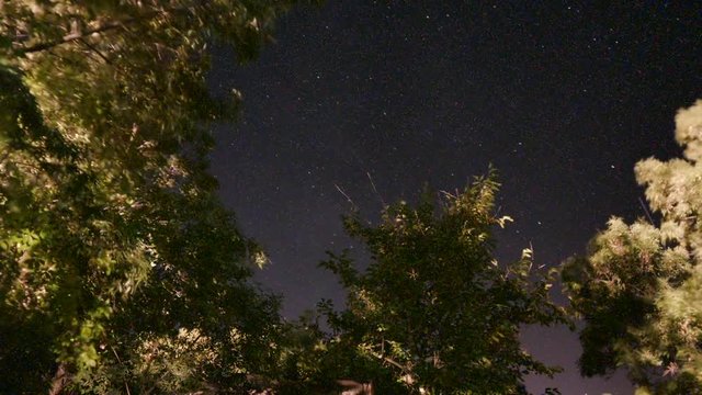 Timelapse Stars Moving Through the Trees at Night