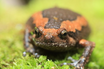 Banded bullfrog (Kaloula pulchra) in Kaengkrachan National Park, Thailand
