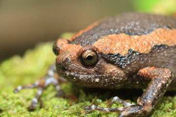 Banded bullfrog (Kaloula pulchra) in Kaengkrachan National Park, Thailand
