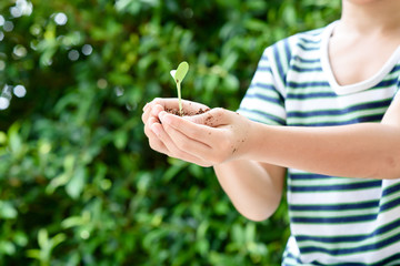 Young seedling in little hands