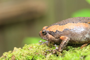 Banded bullfrog (Kaloula pulchra) in Kaengkrachan National Park, Thailand
