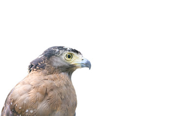 Fototapeta premium The head of a falcon isolated on white background.