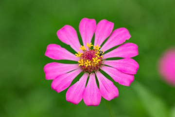 Obraz premium Zinnia flower(Zinnia violacea Cav.)