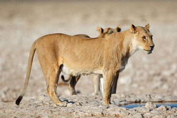 A lioness (Panthera leo) at a waterhole, Etosha National Park, Namibia