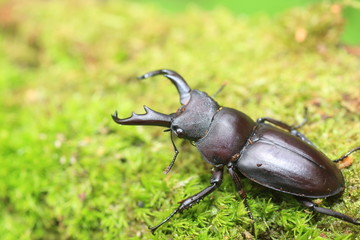 Kirchnerius guangxii stag beetle in China

