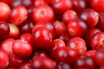 Red ripe cranberries background. Cowberry foxberry berries