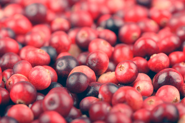 Red ripe cranberries background. Cowberry foxberry berries