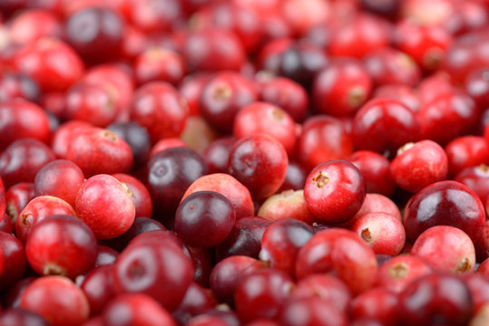 Red ripe cranberries background. Cowberry foxberry berries