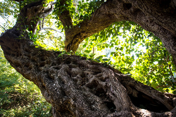 old oliv tree