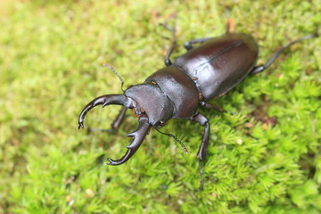 Kirchnerius guangxii stag beetle in China

