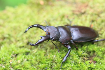 Kirchnerius guangxii stag beetle in China


