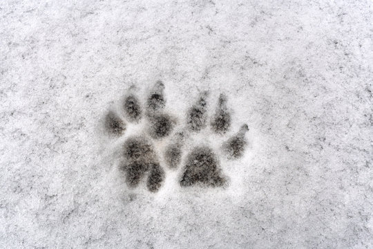 Traces Of Two Dog Paw On White Background Fresh Snow