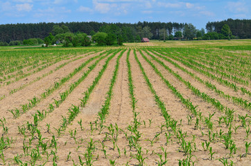 Fototapeta na wymiar Rows of young corn