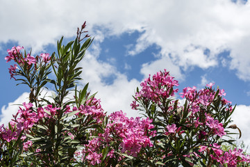Blooming oleander plant with clouded sky as a background