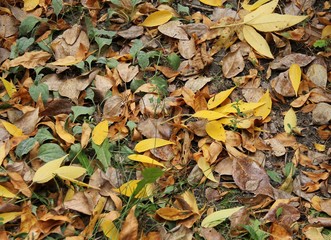 Background of autumn leaves