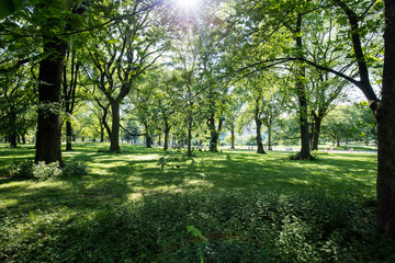 Fototapeta na wymiar Central Park 2