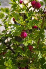 Framboises