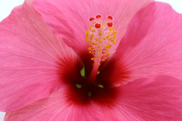 Fototapeta na wymiar fleur d'hibiscus