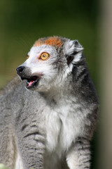 Lemur