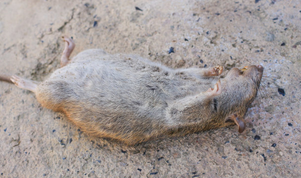 Dead Rat on floor asphalt background