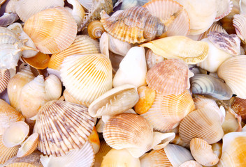 Seashell background, lots of different seashells piled together