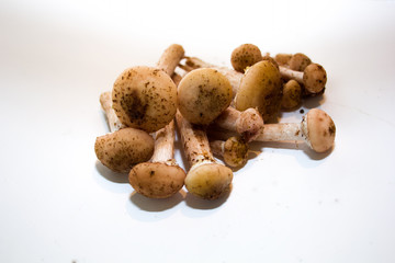 a handful of mushrooms on a white background