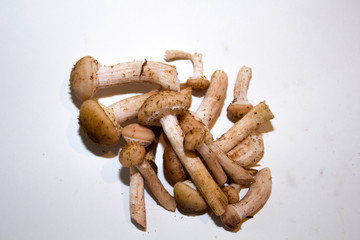 a handful of mushrooms on a white background
