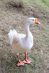 big soft white goose looking sideways