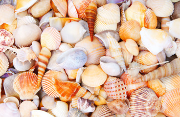 Seashell background, lots of different seashells piled together