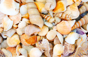 Seashell background, lots of different seashells piled together