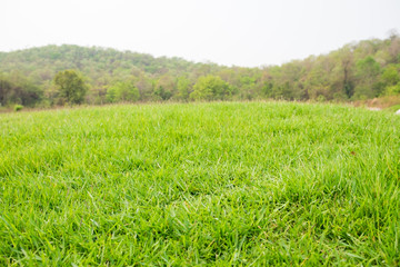 mound slope green grass