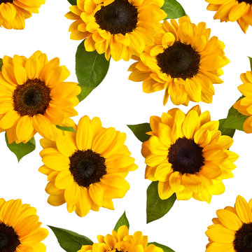 Seamless pattern with photos of shiny yellow sunflowers on white