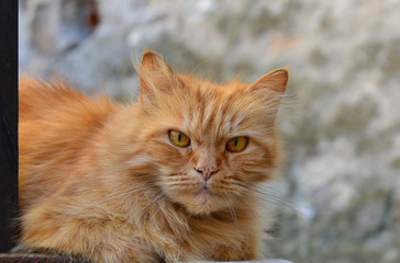 Naklejka na ściany i meble Narni (Italy) - A suggestive medieval town with great castle, in Umbria region - Cat portrait in the historic center