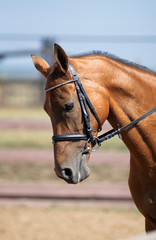 Obraz premium close uo portrait of brown horse