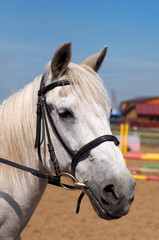 Obraz premium portrait of white horse