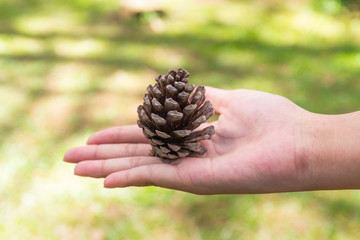 pine cones in hand