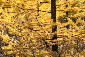 Sunlit larch tree
