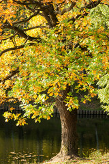 Oak tree by the lake